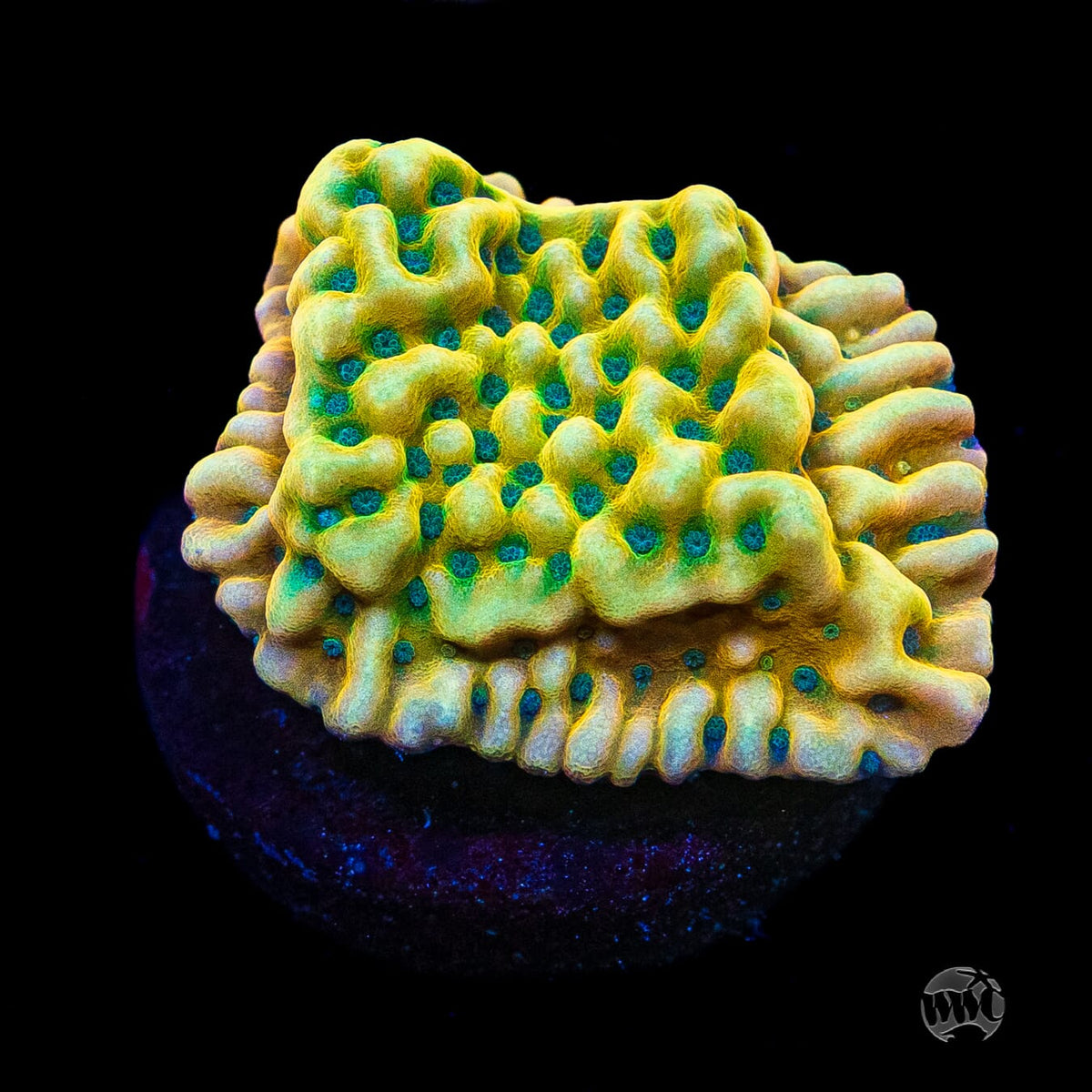 Jason Fox Beach Bum Montipora