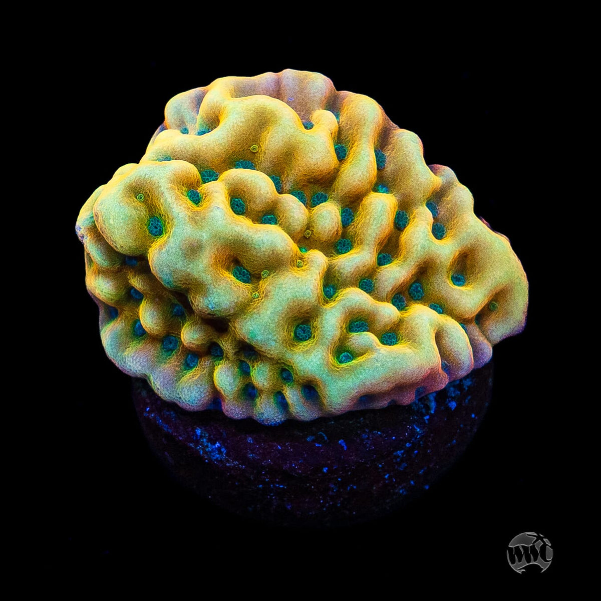 Jason Fox Beach Bum Montipora