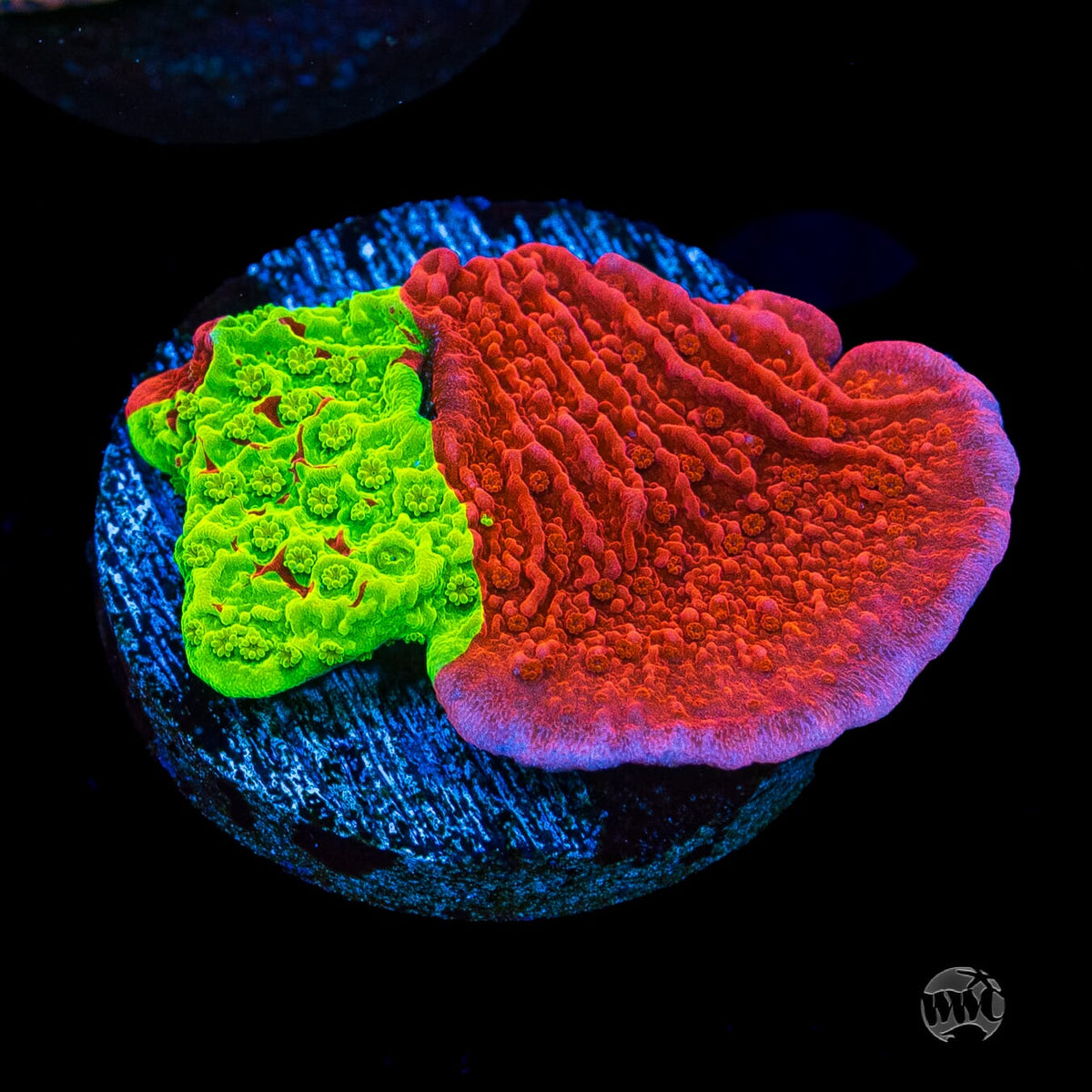 WWC Jaw Breaker Grafted Montipora