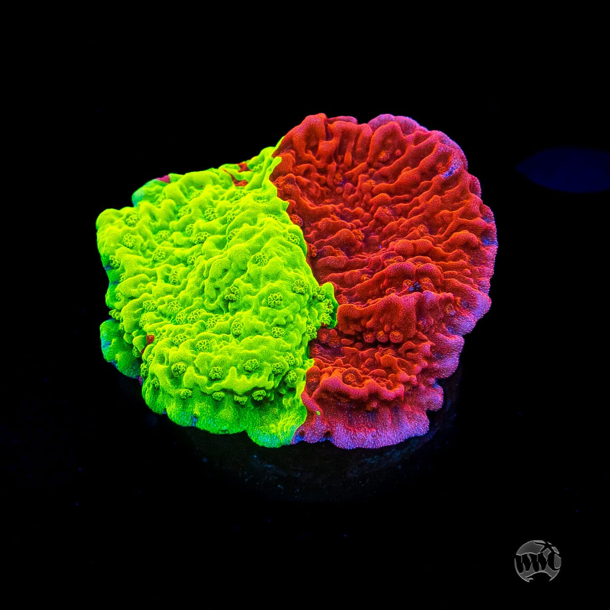 WWC Jaw Breaker Grafted Montipora