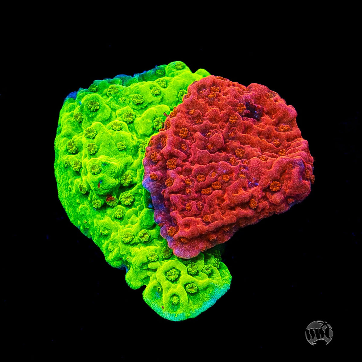 WWC Jaw Breaker Grafted Montipora