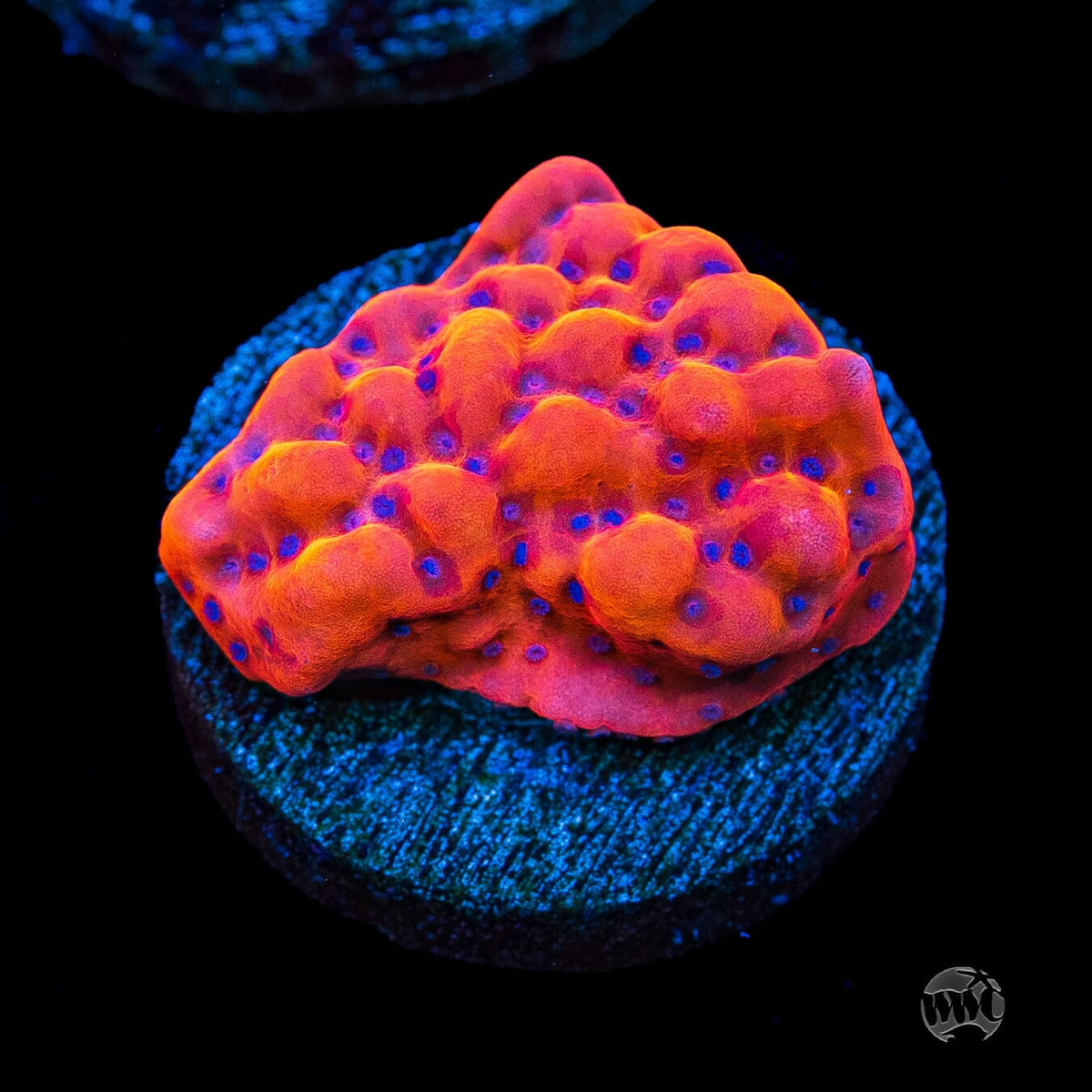 WWC Fire Mage Montipora