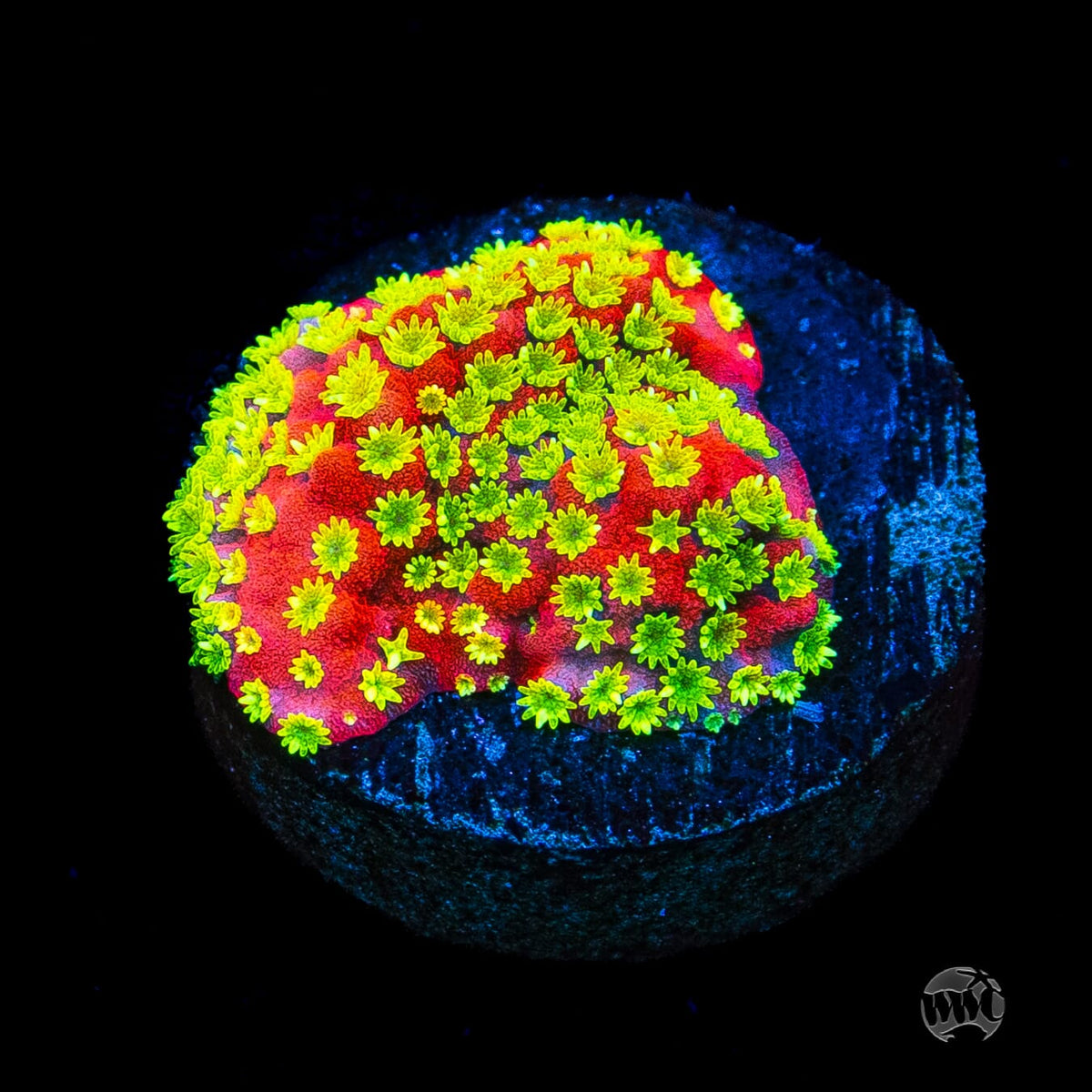 Sunset Montipora