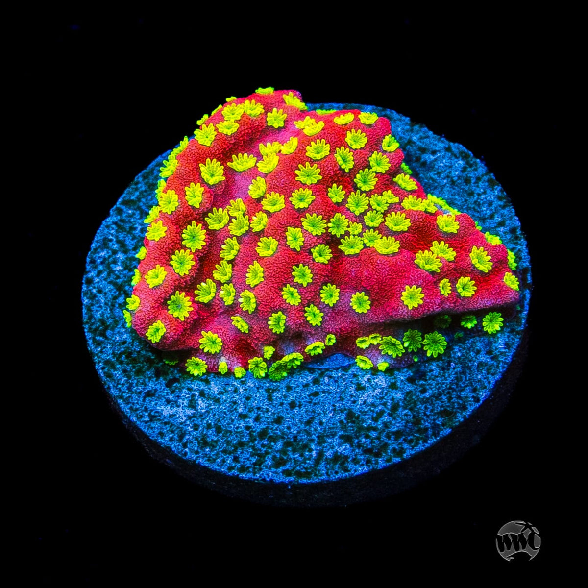 Sunset Montipora