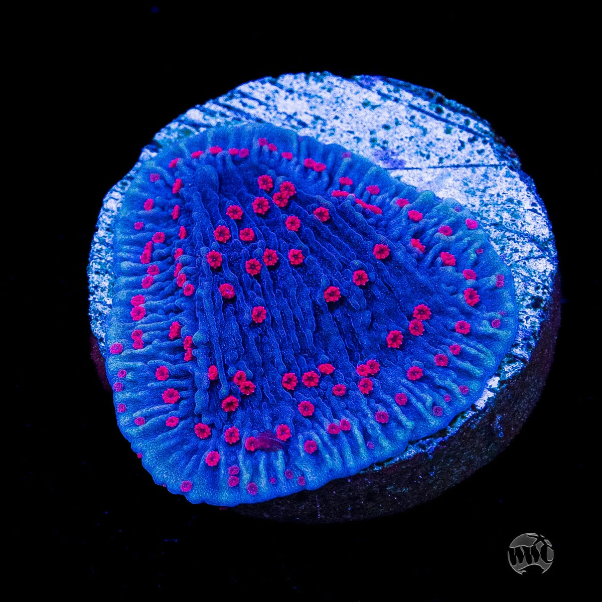Red Roses Montipora