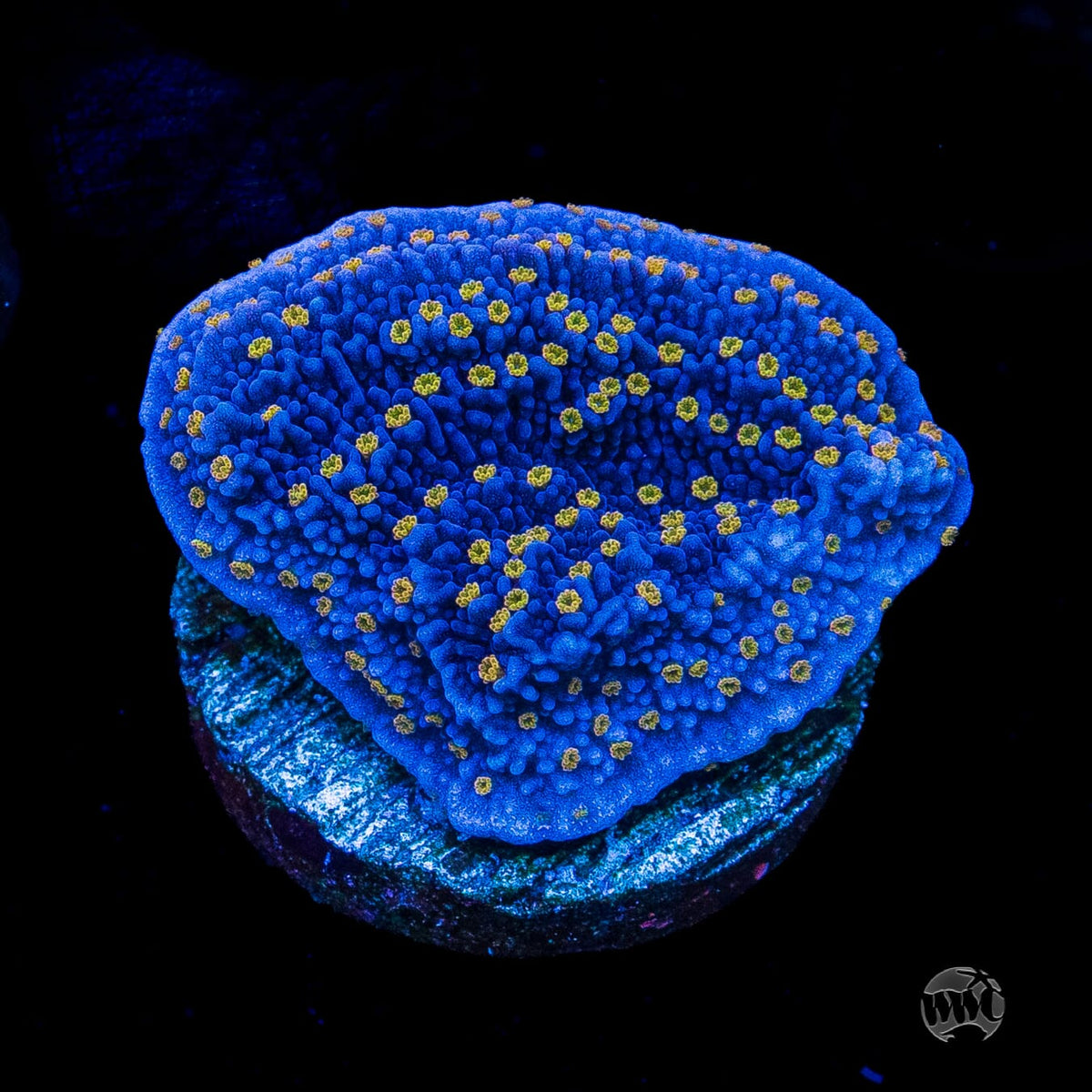 WWC Golden Lantern Montipora