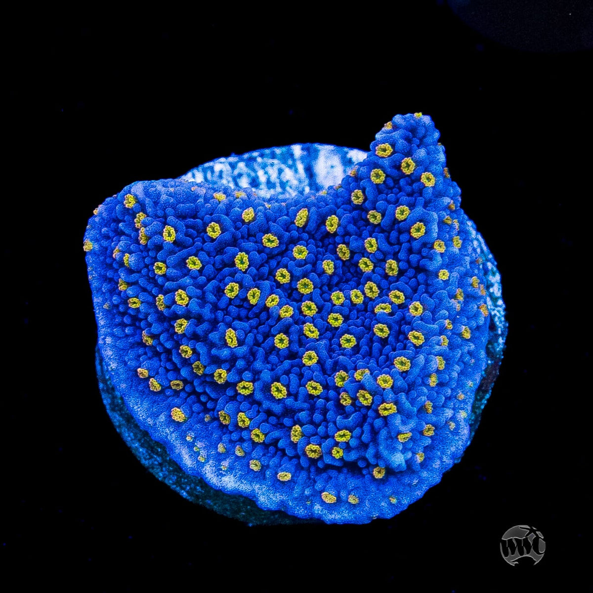 WWC Golden Lantern Montipora