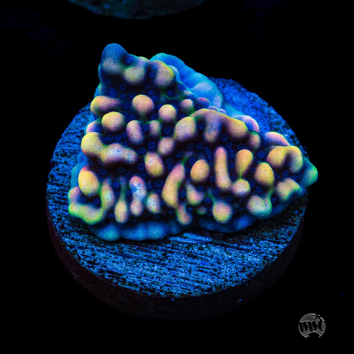 WWC Dark Portal Montipora