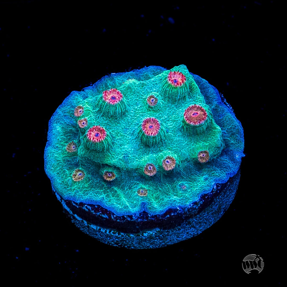 WWC Blow Pop Cyphastrea