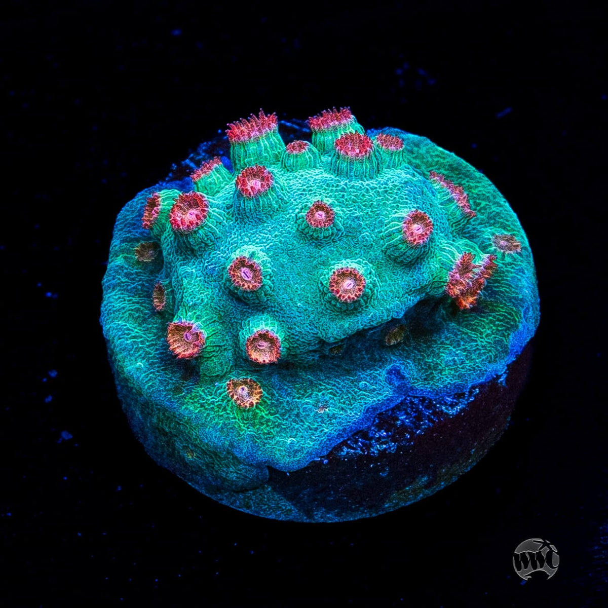 WWC Blow Pop Cyphastrea