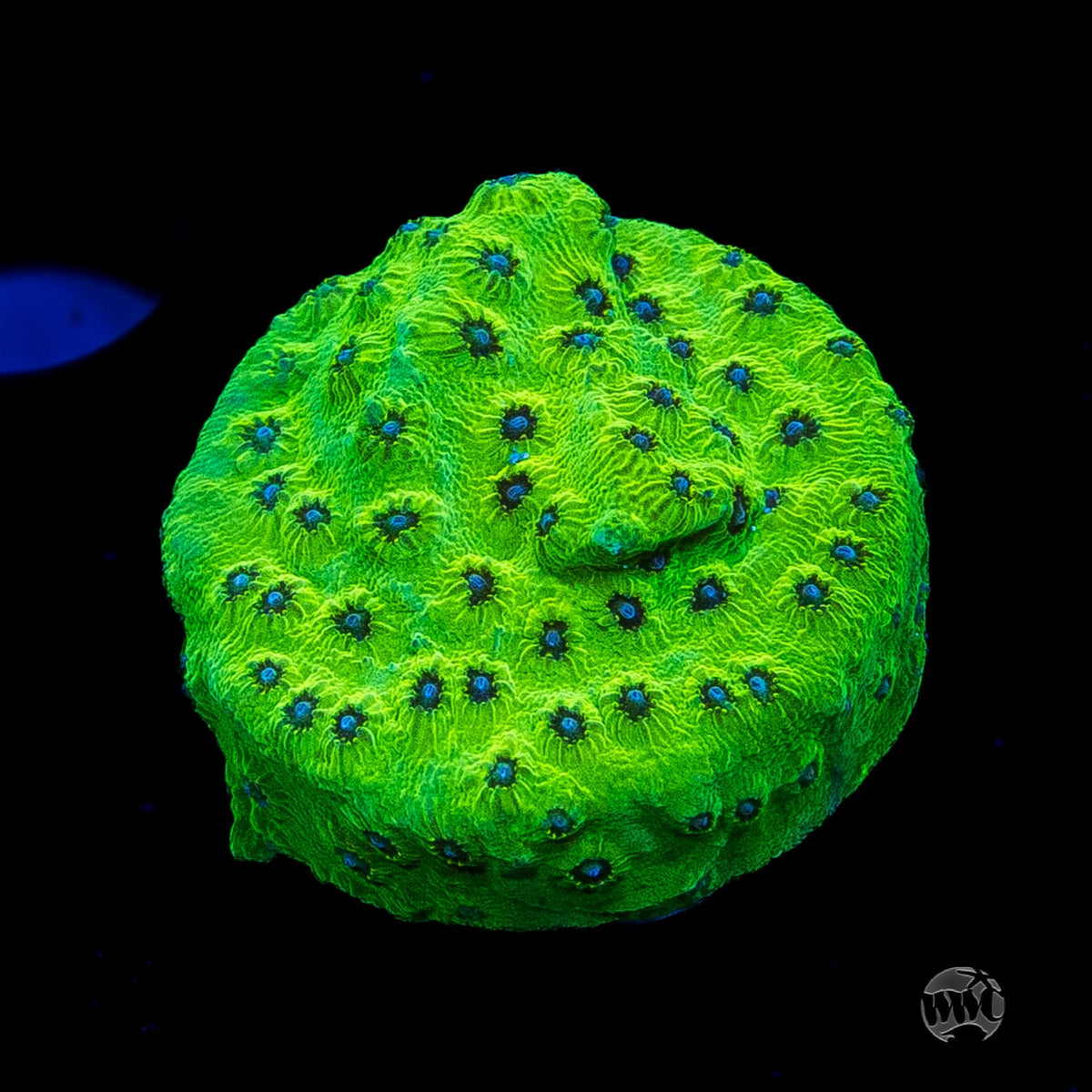 WWC Leapfrog Cyphastrea