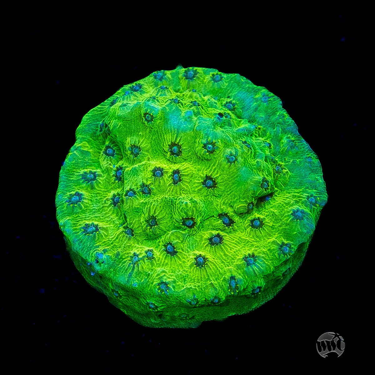 WWC Leapfrog Cyphastrea