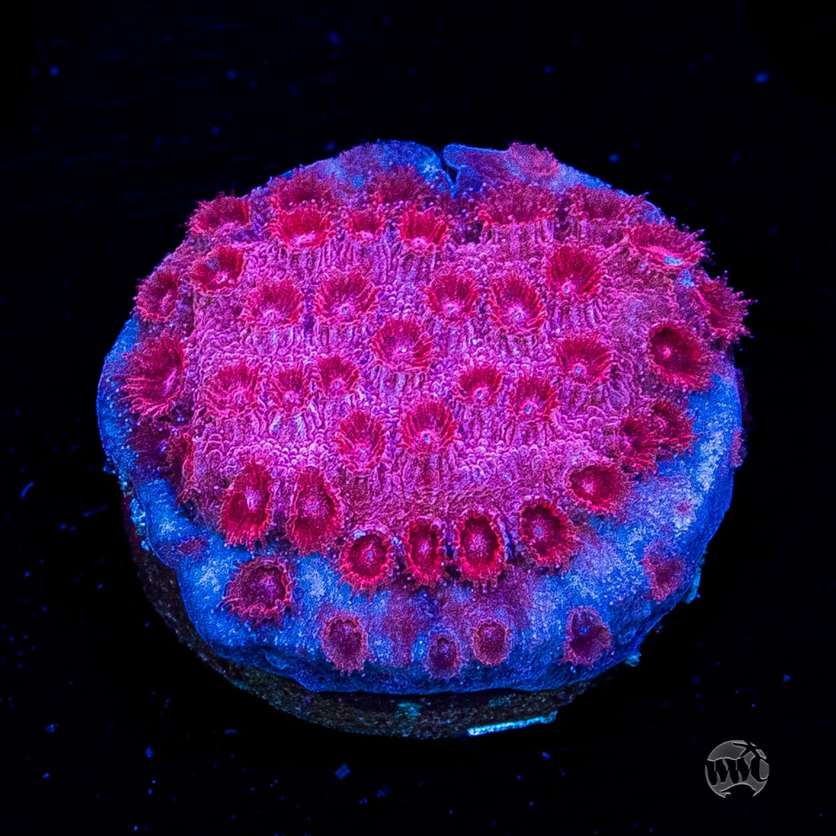 WWC Firestorm Cyphastrea