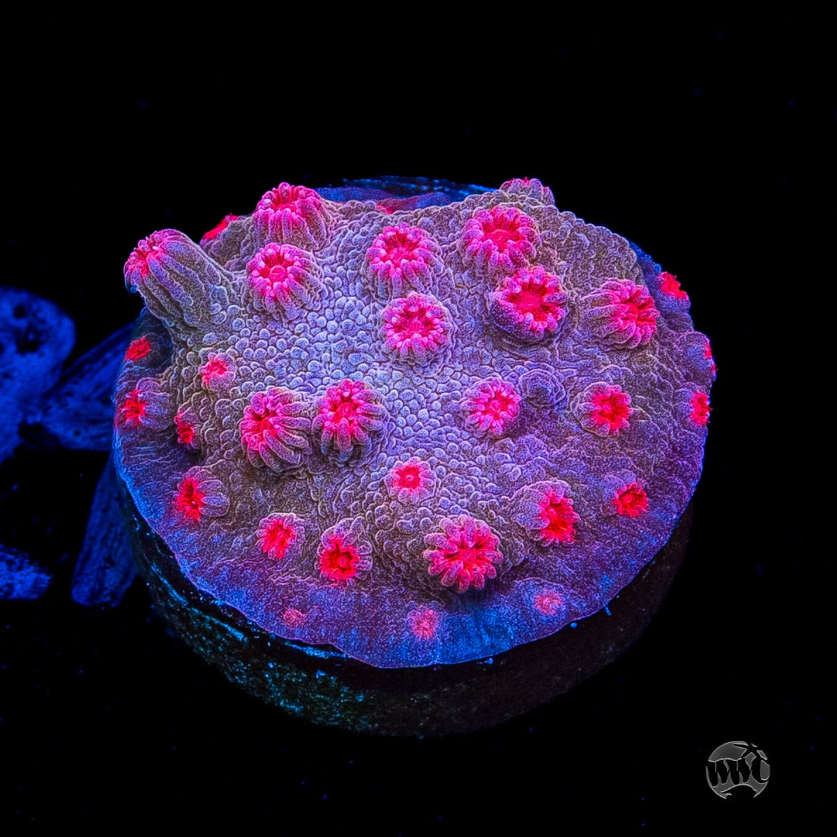 WWC Strawberry Branching Cyphastrea