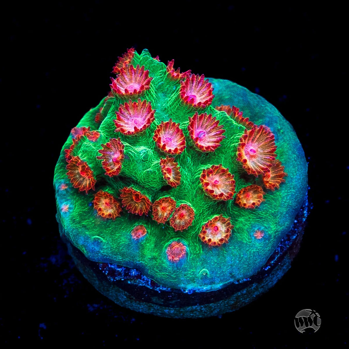 WWC Jingle Bells Cyphastrea