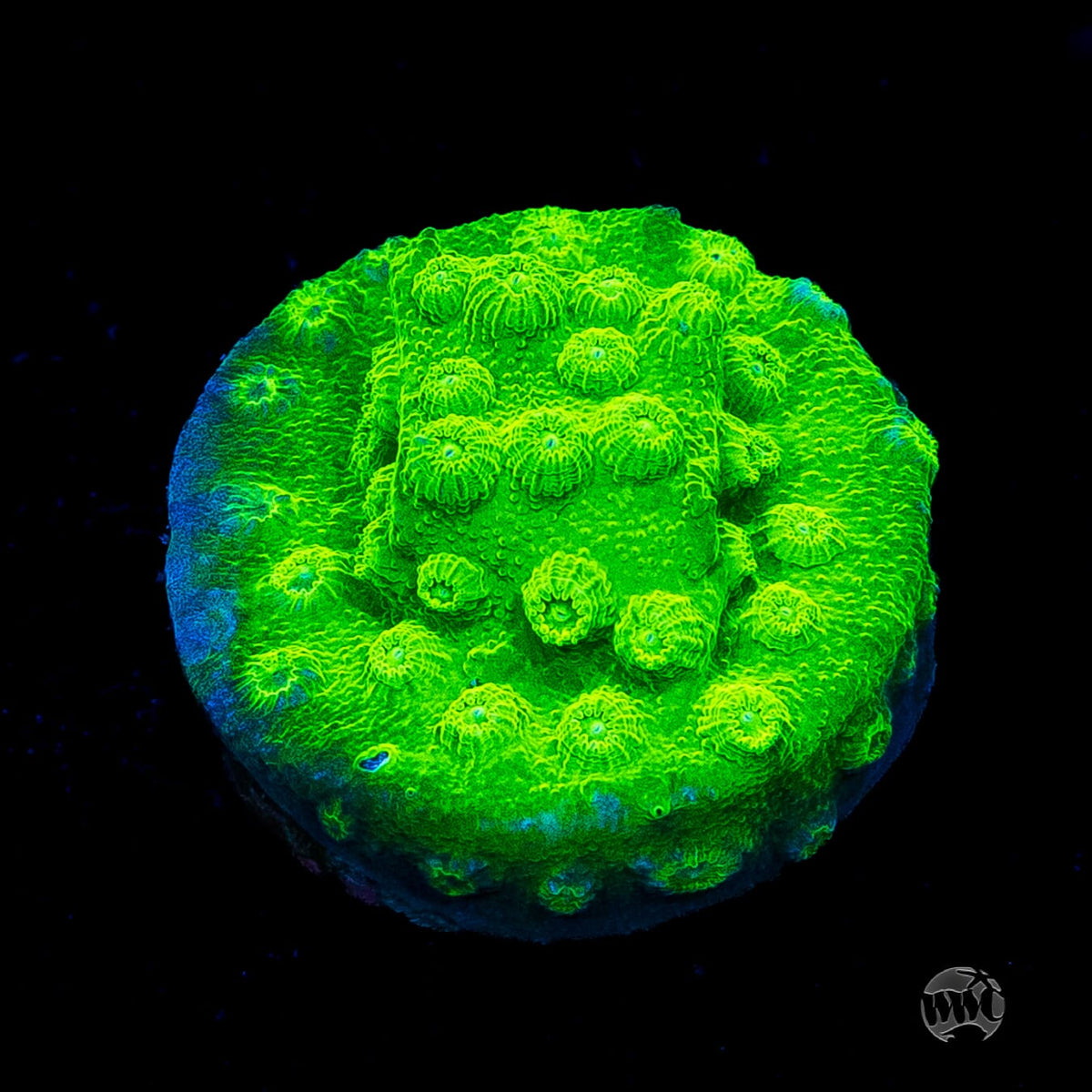 WWC Lime Green Cyphastrea