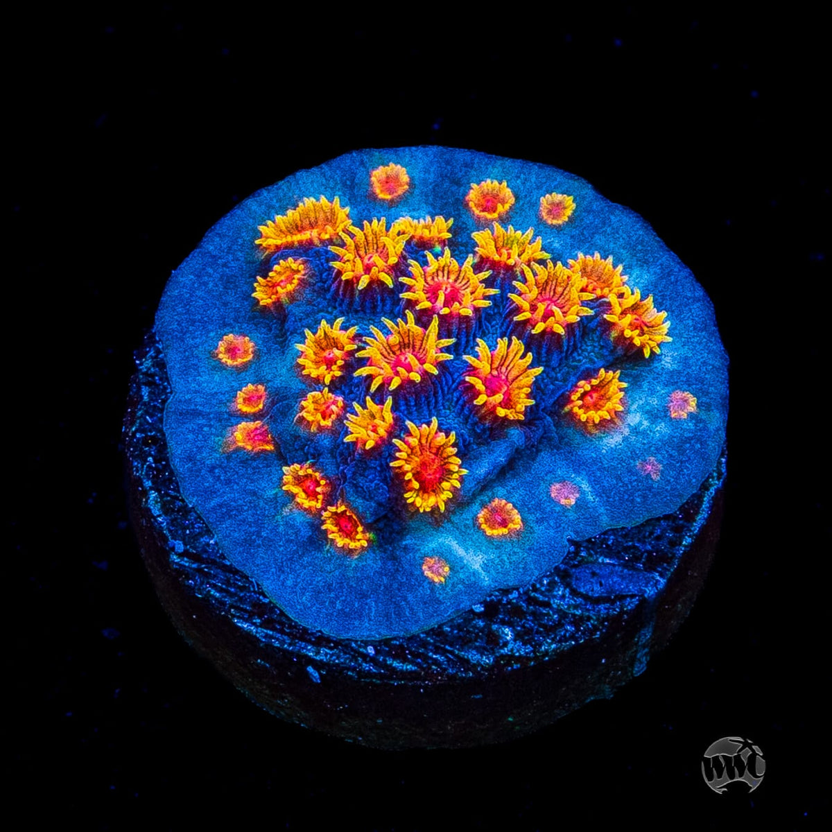 WWC Bizarro Cyphastrea