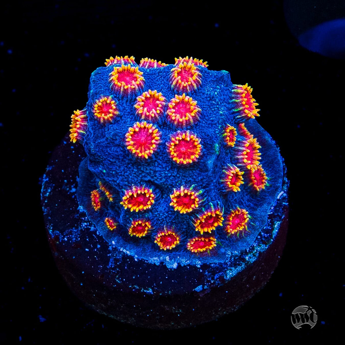 WWC Bizarro Cyphastrea