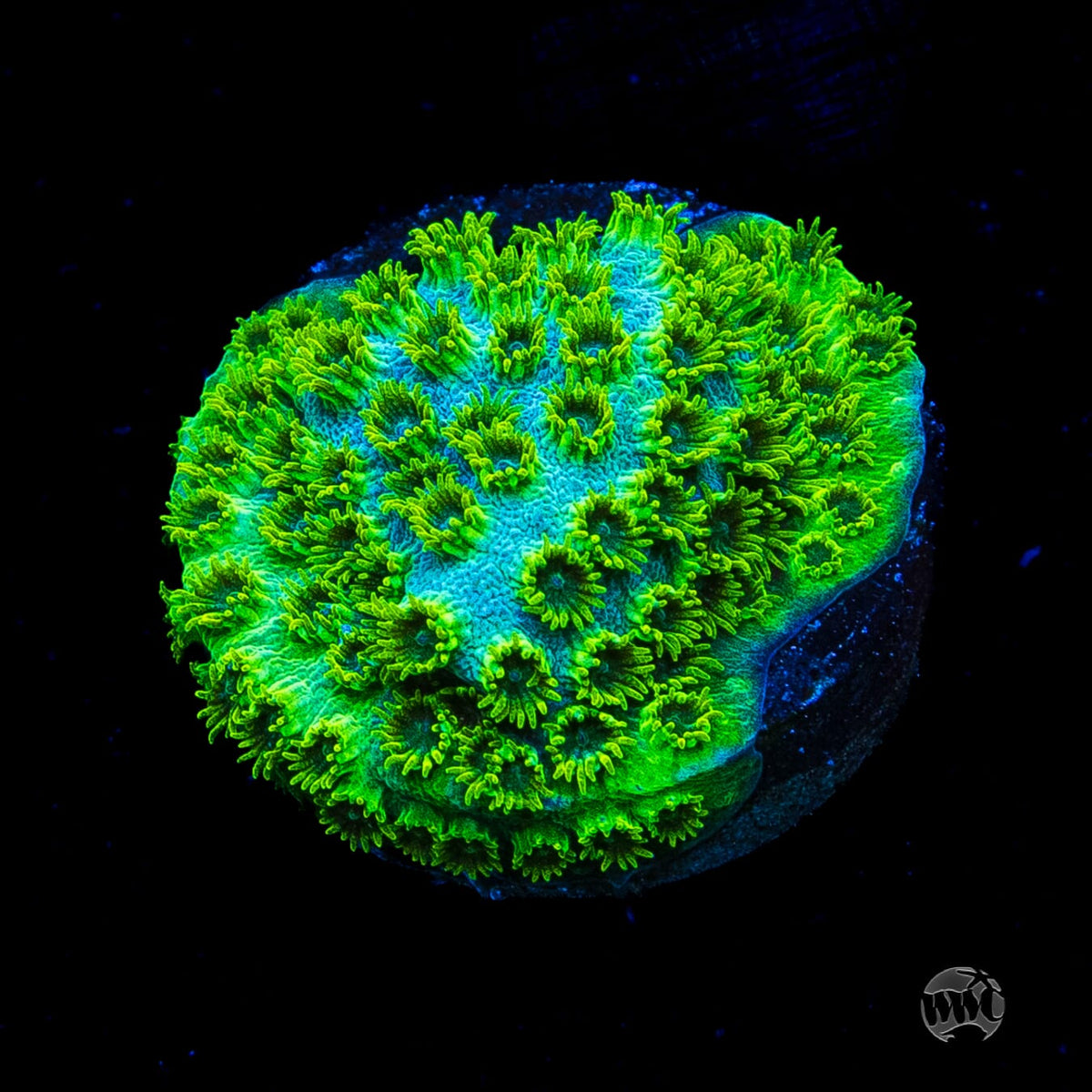 WWC Leafy Greens Cyphastrea