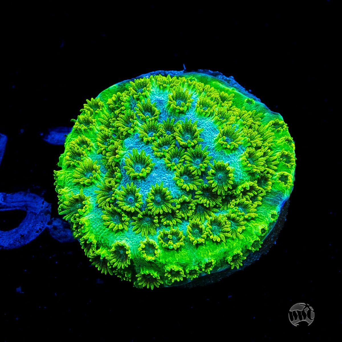 WWC Leafy Greens Cyphastrea