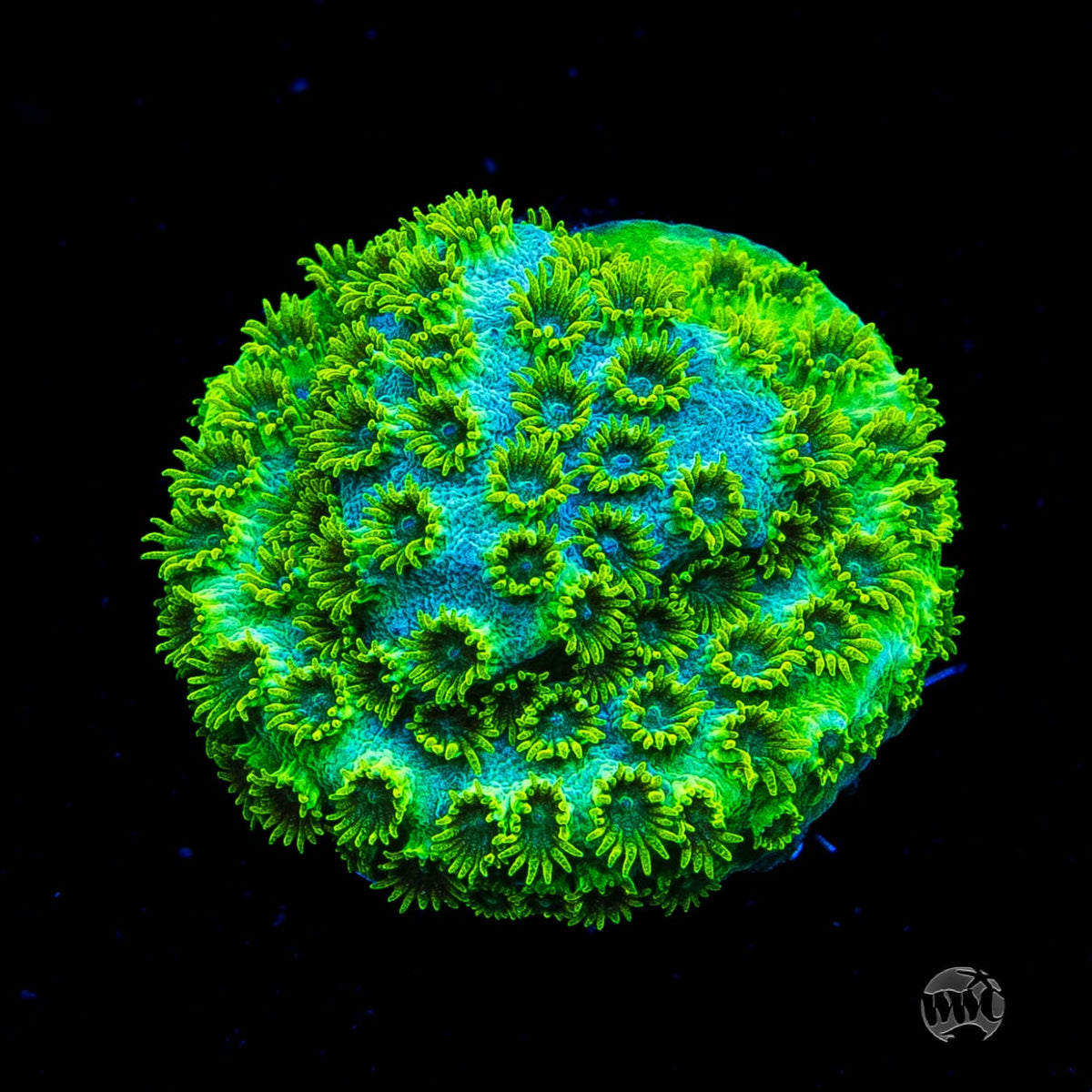 WWC Leafy Greens Cyphastrea