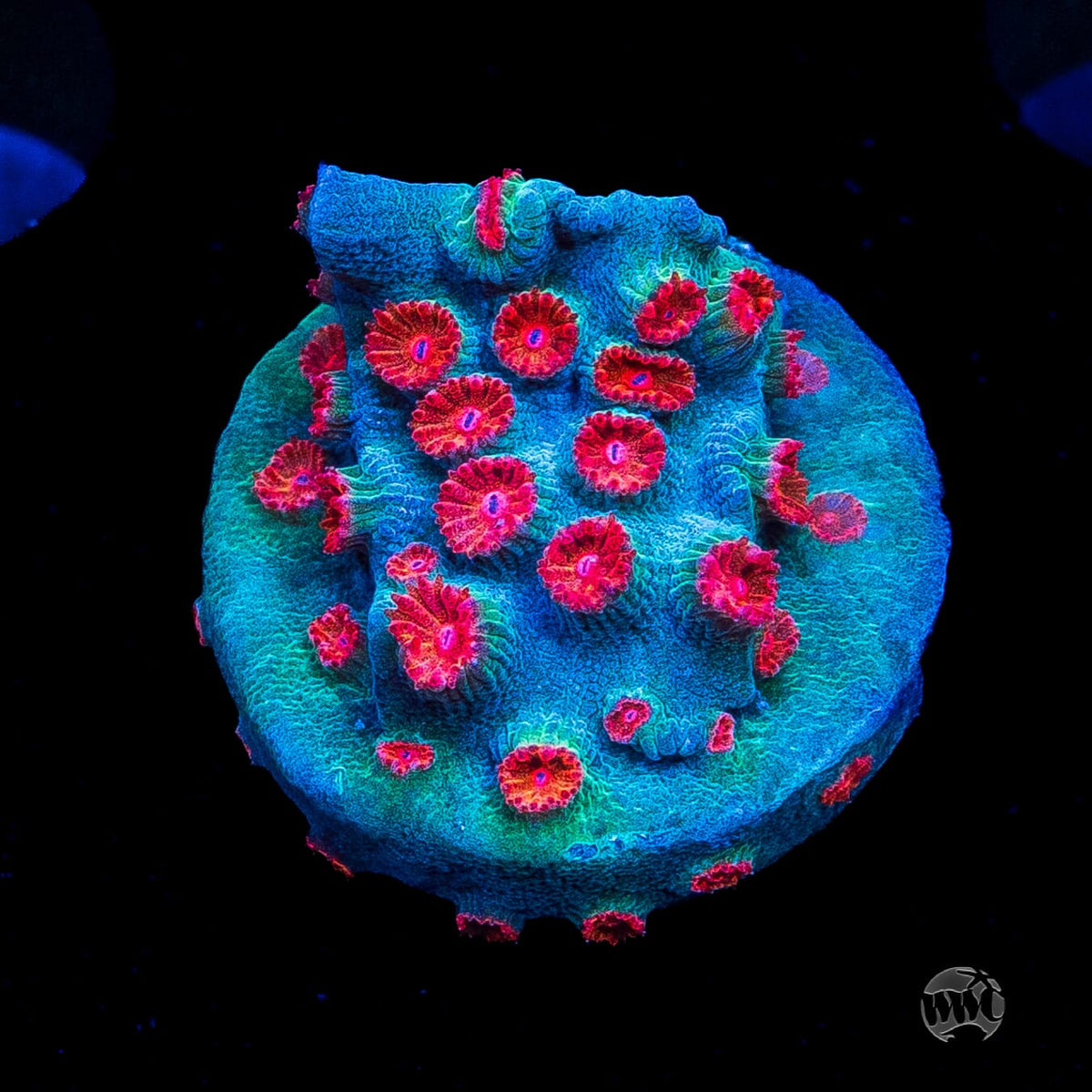WWC Meteor Shower Cyphastrea