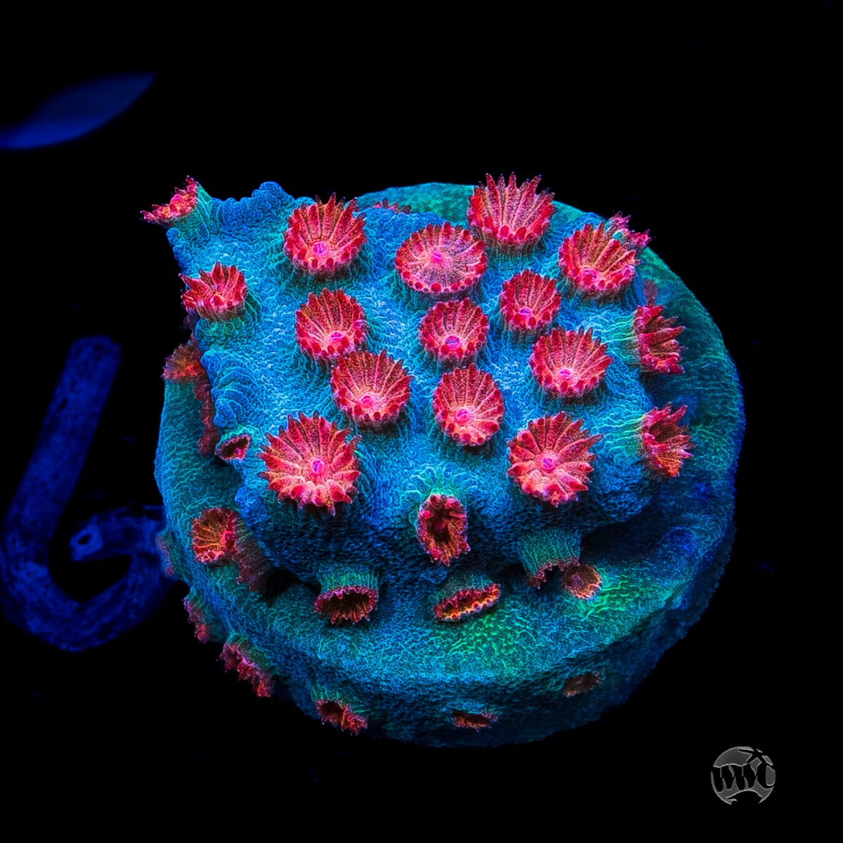 WWC Meteor Shower Cyphastrea