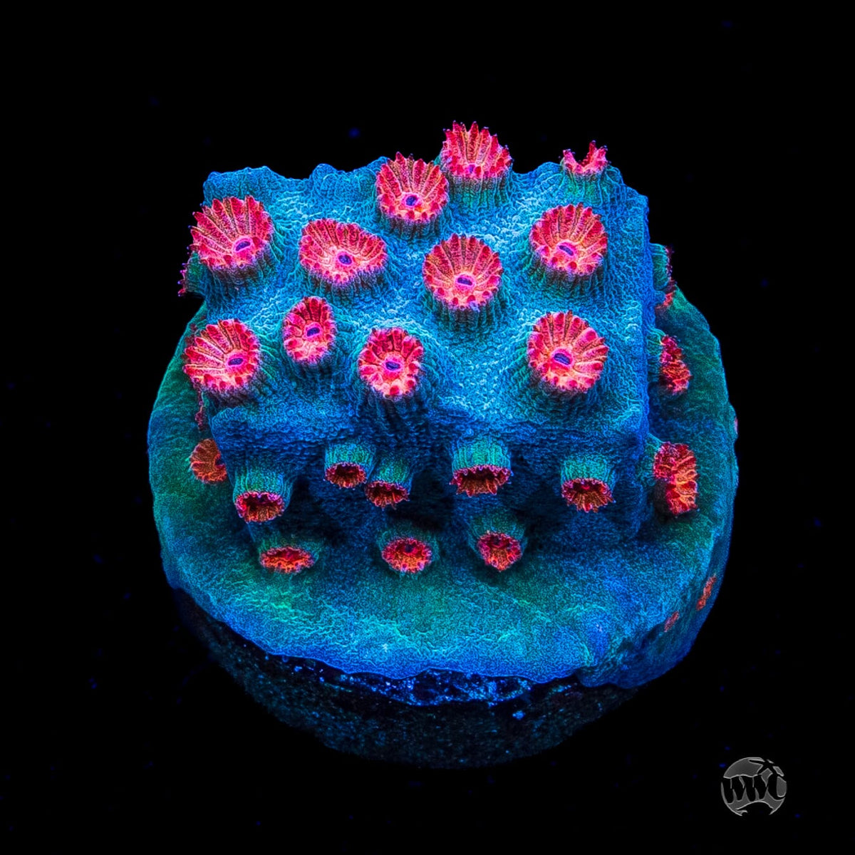 WWC Meteor Shower Cyphastrea