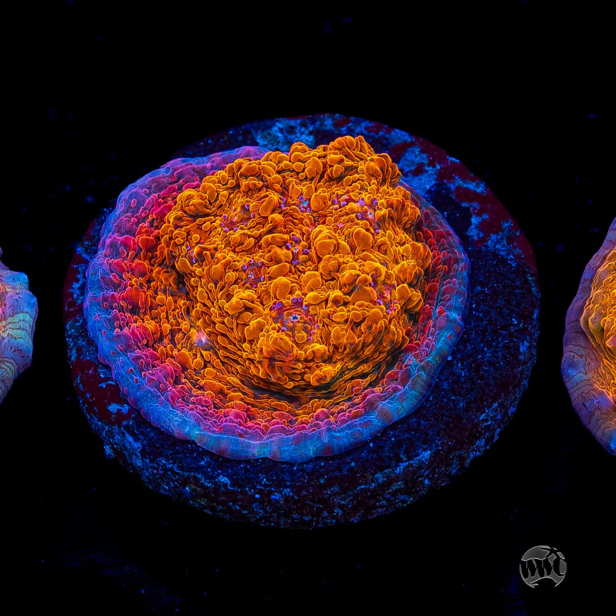 WWC Orenji Chalice