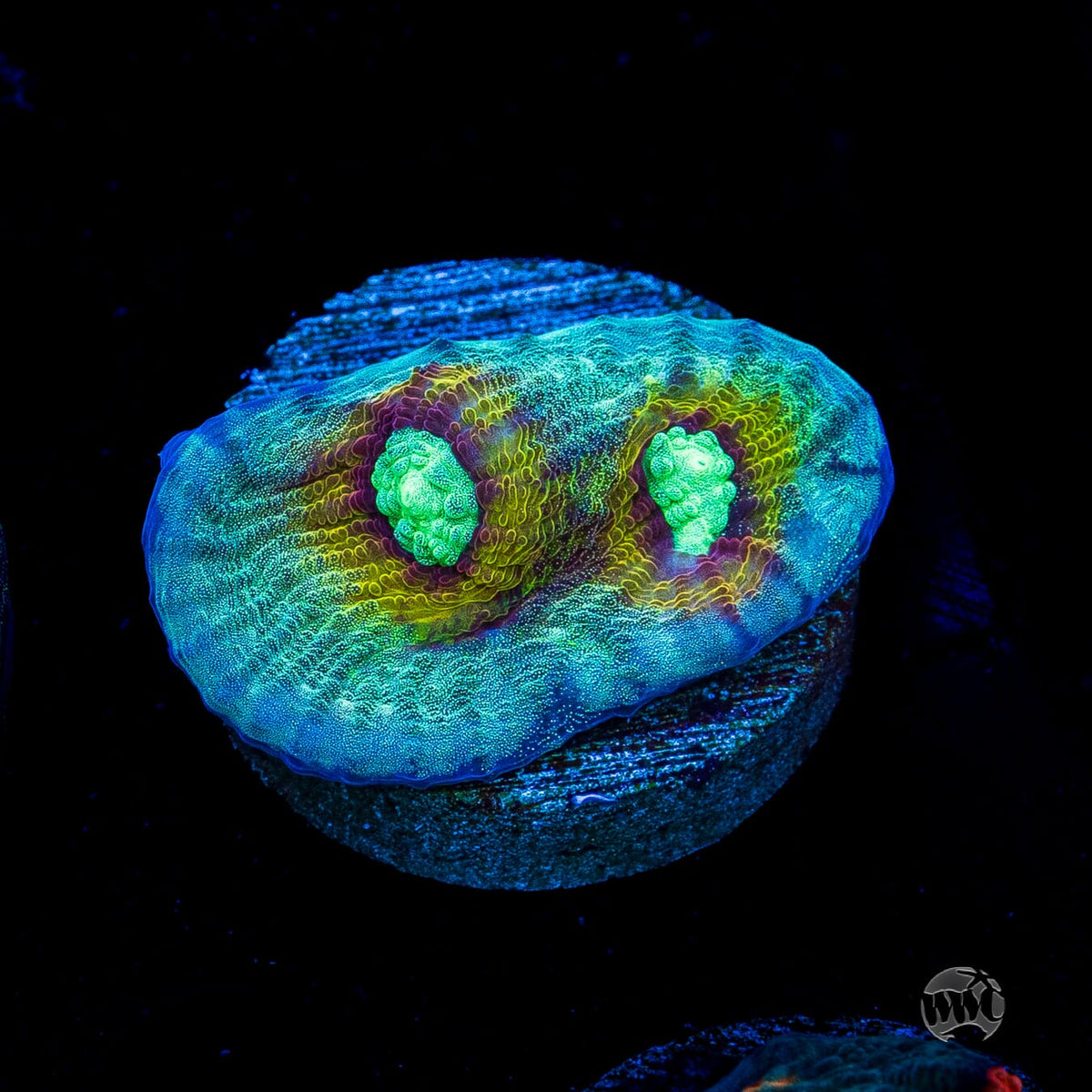 Mysterioso Mycedium Chalice