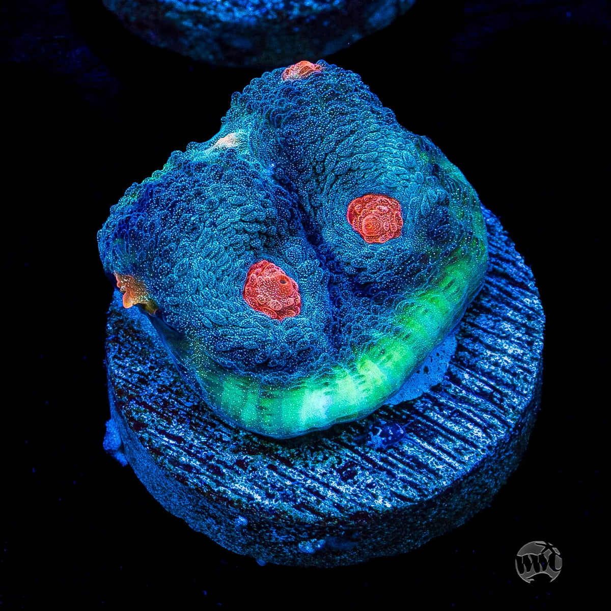 WWC Totally Blitzed Mycedium Chalice