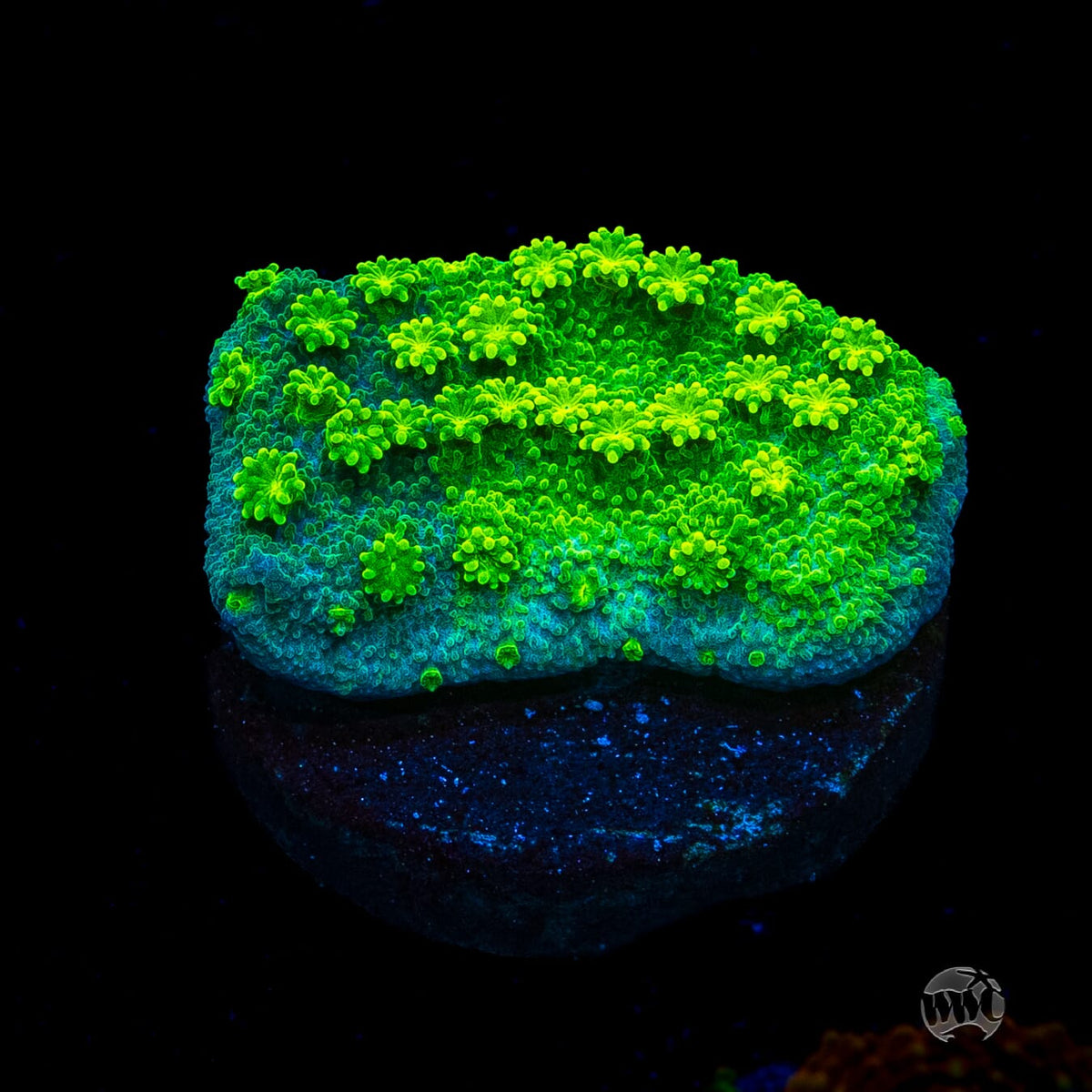 WWC Neon Astreopora