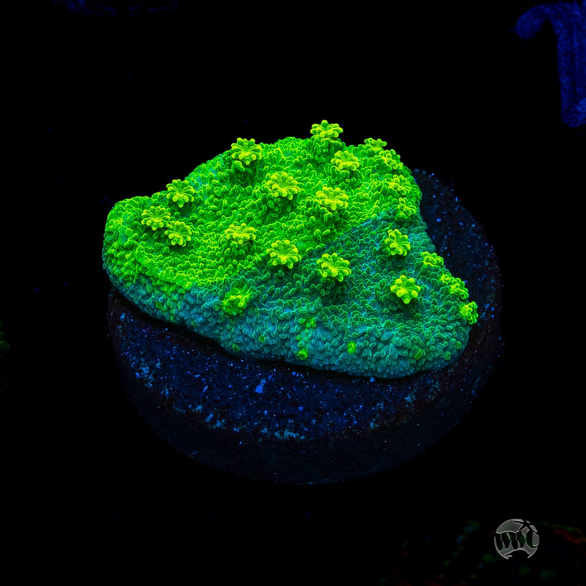 WWC Neon Astreopora