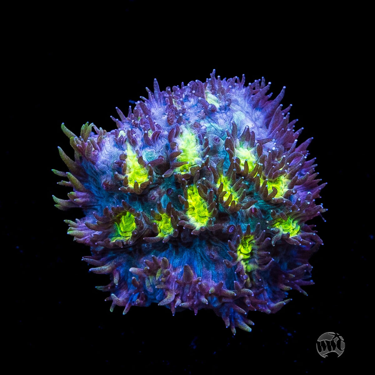 Jason Fox Blueberry Blast Hydnophora