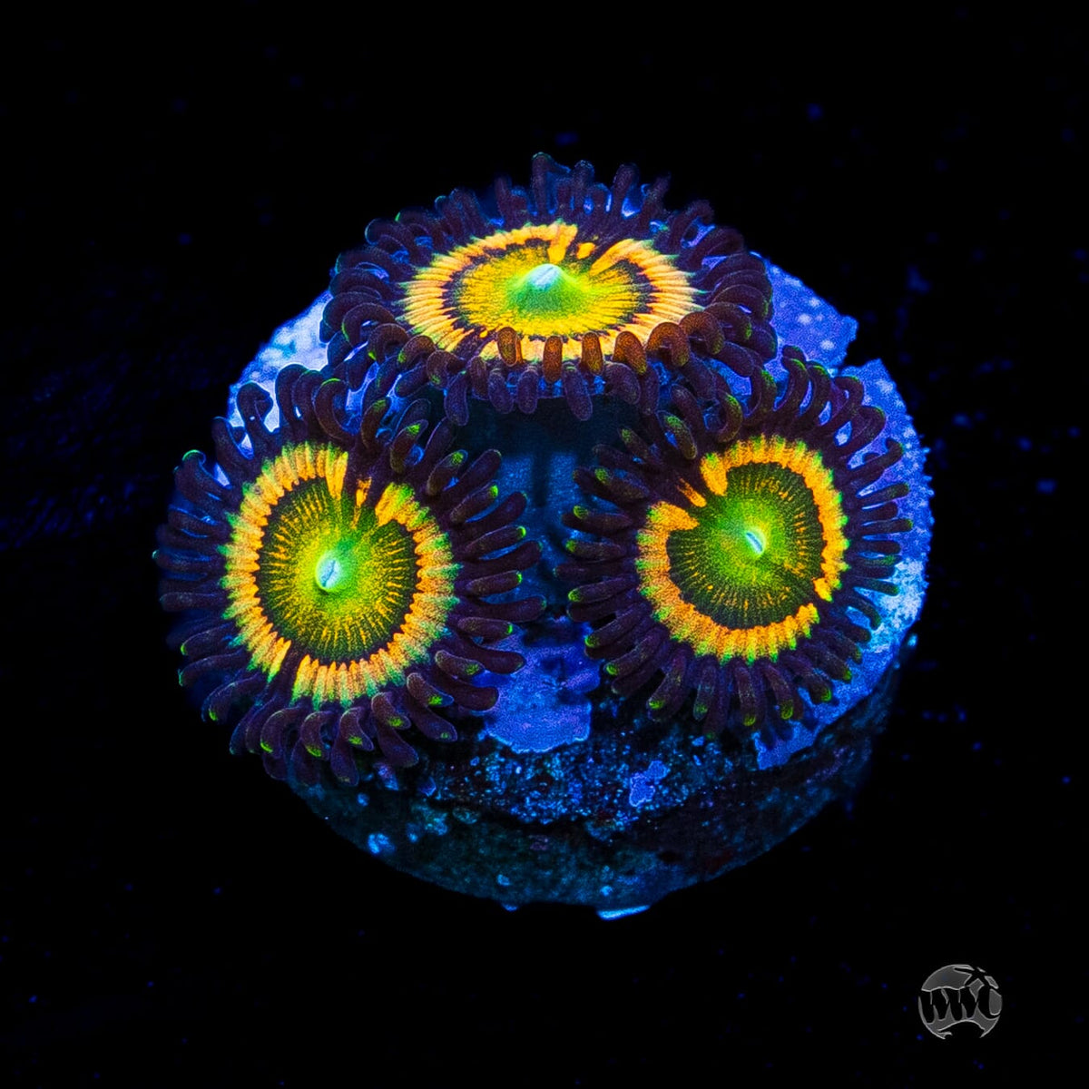 Citrus Cooler Zoanthids