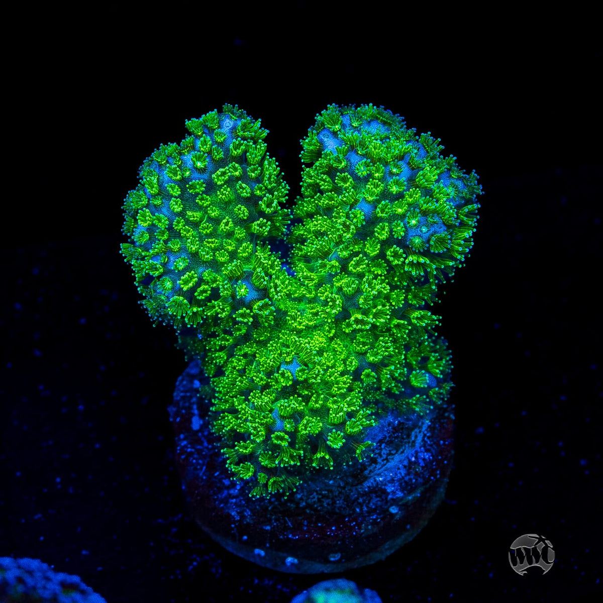 WWC Fallout Pocillopora