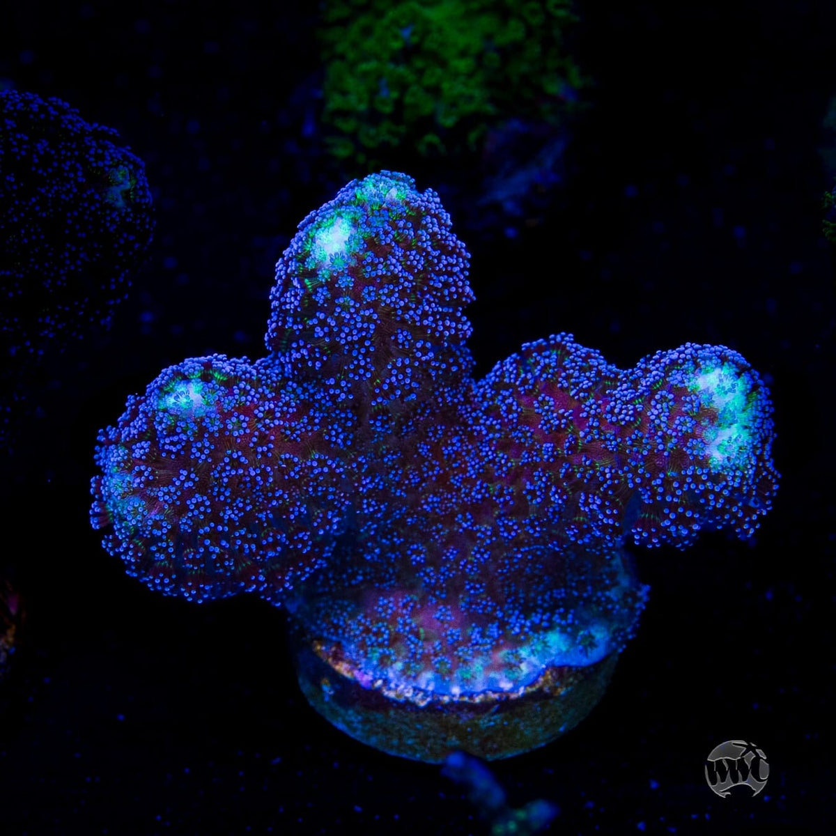 WWC Blue Stylophora