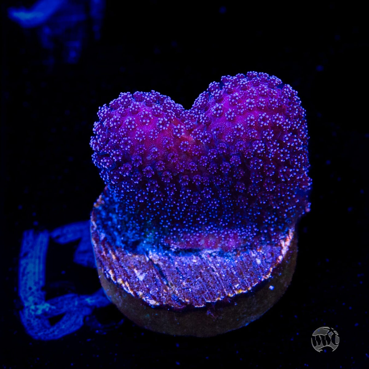 WWC Purple Stylophora
