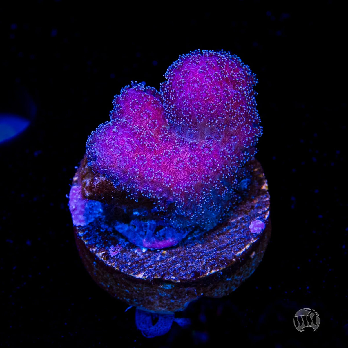 WWC Purple Stylophora