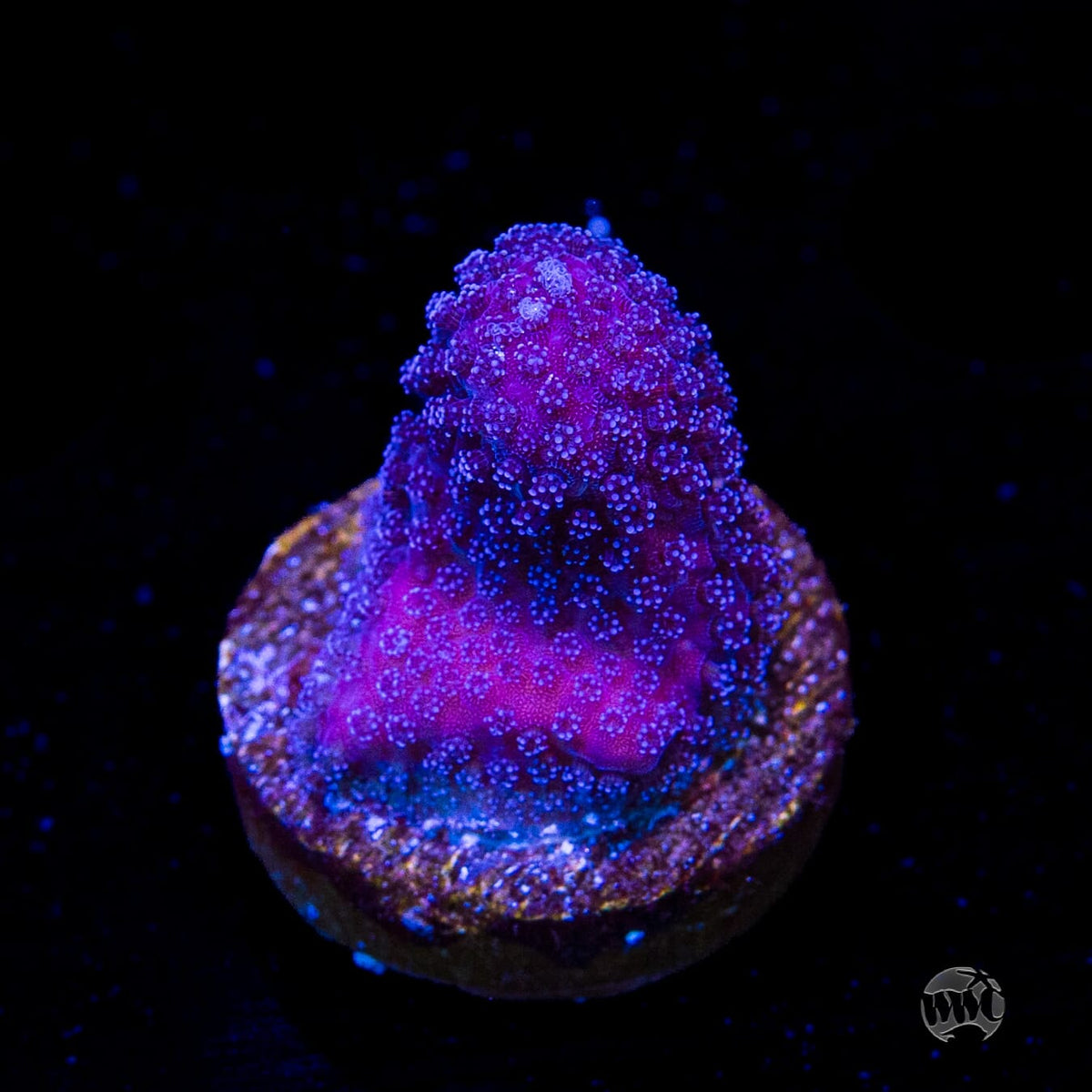 WWC Purple Stylophora