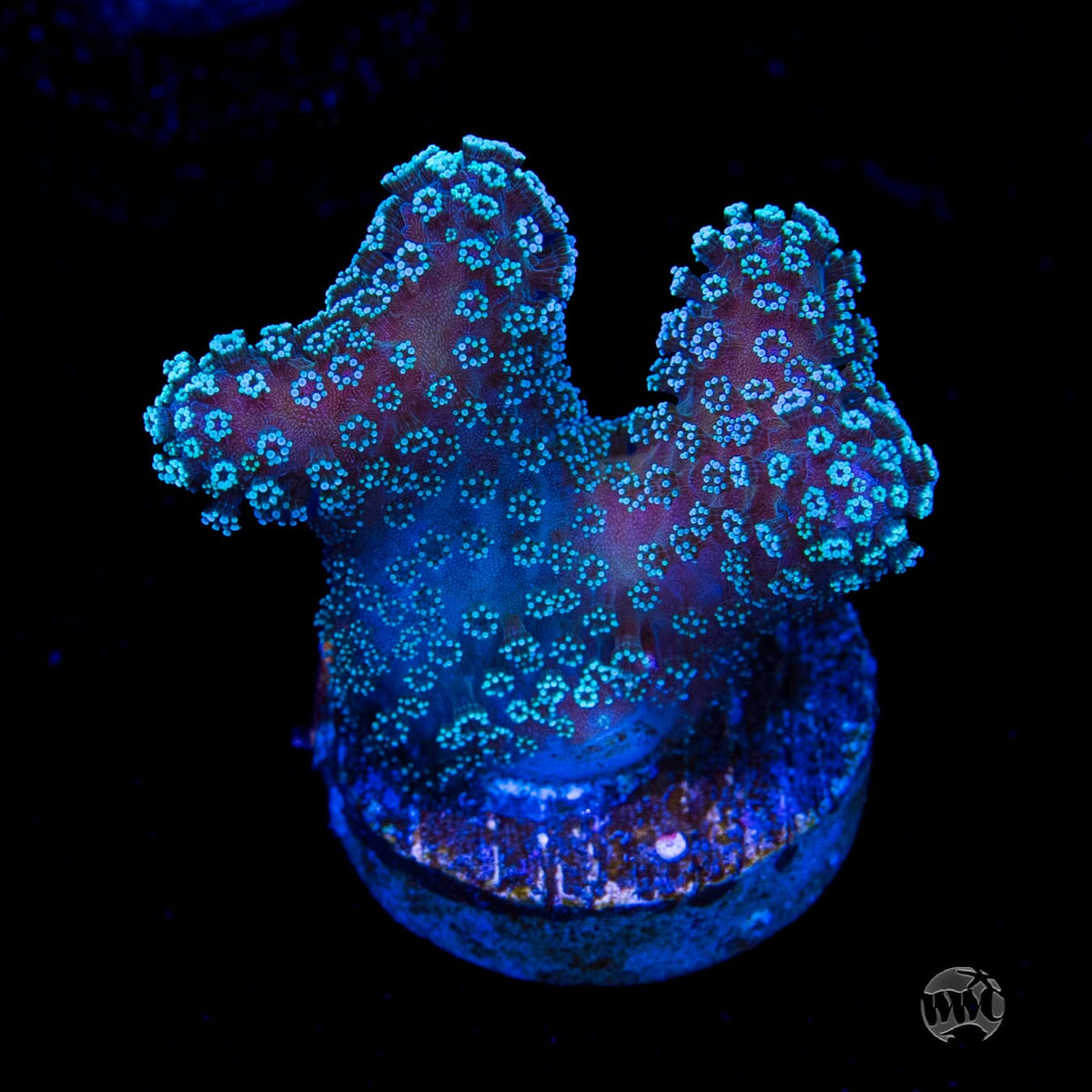 Tyree Rainbow Stylophora