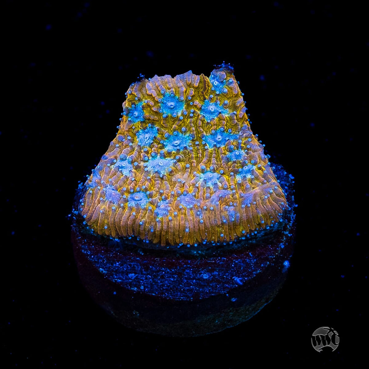 WWC Tiger Eye Lithophyllon