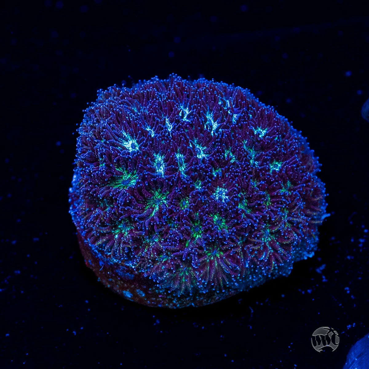 WWC Arctic Leptastrea
