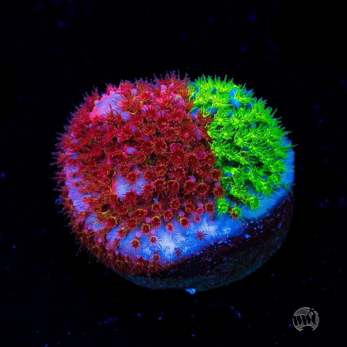 WWC Two Face Stylocoeniella
