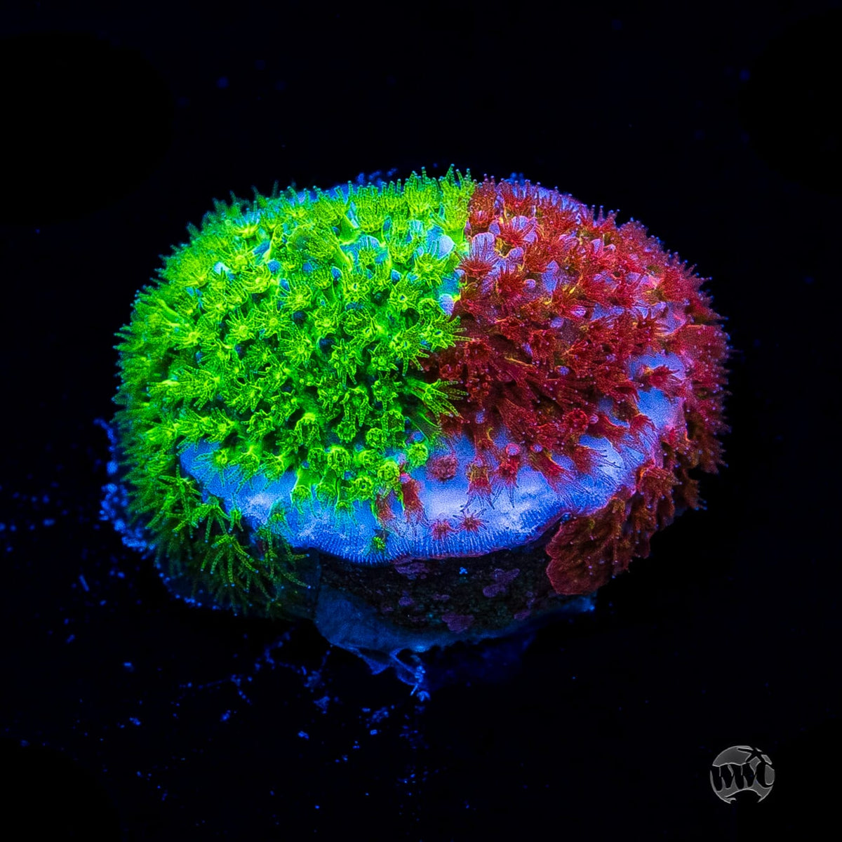 WWC Two Face Stylocoeniella