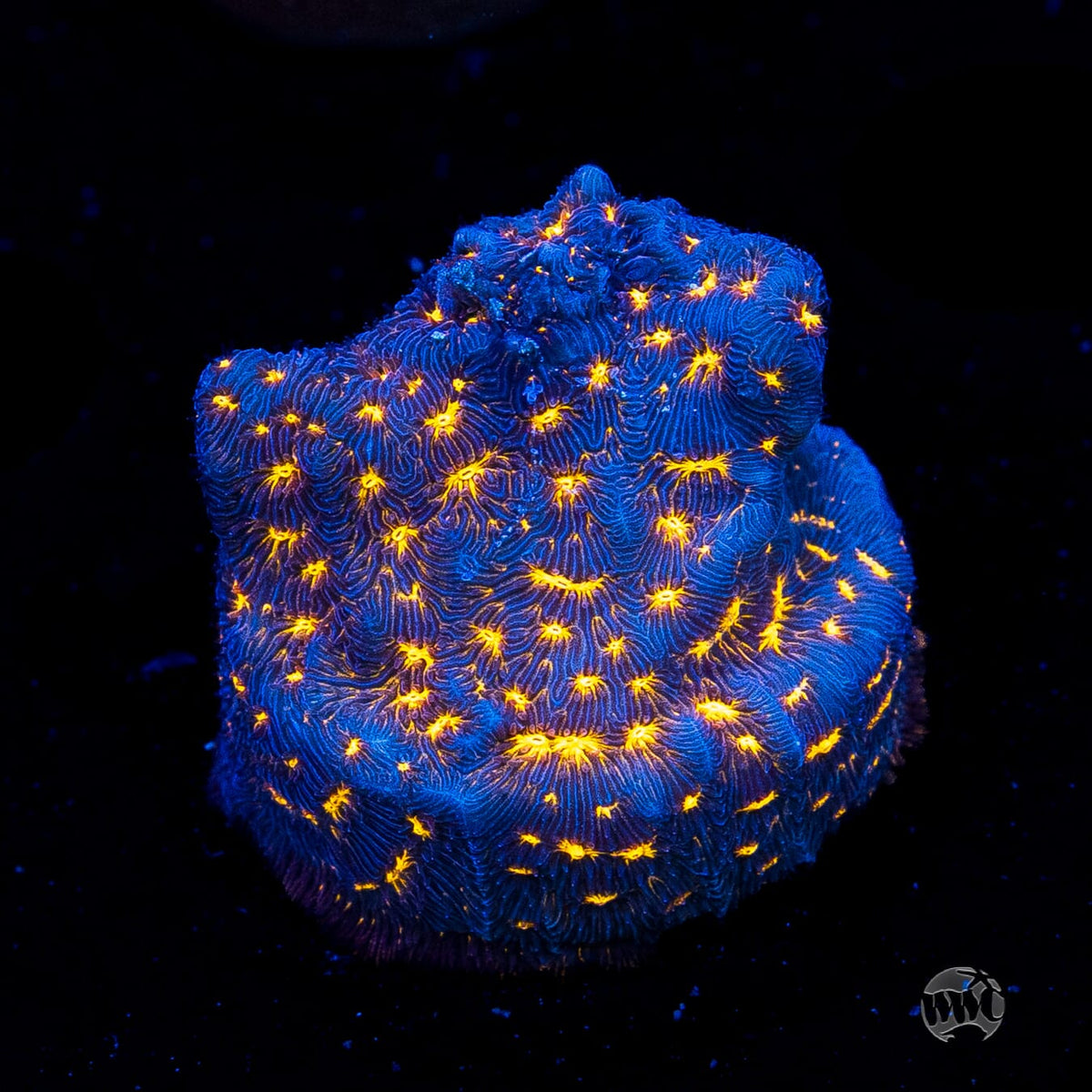 WWC Gold Nugget Leptoseris