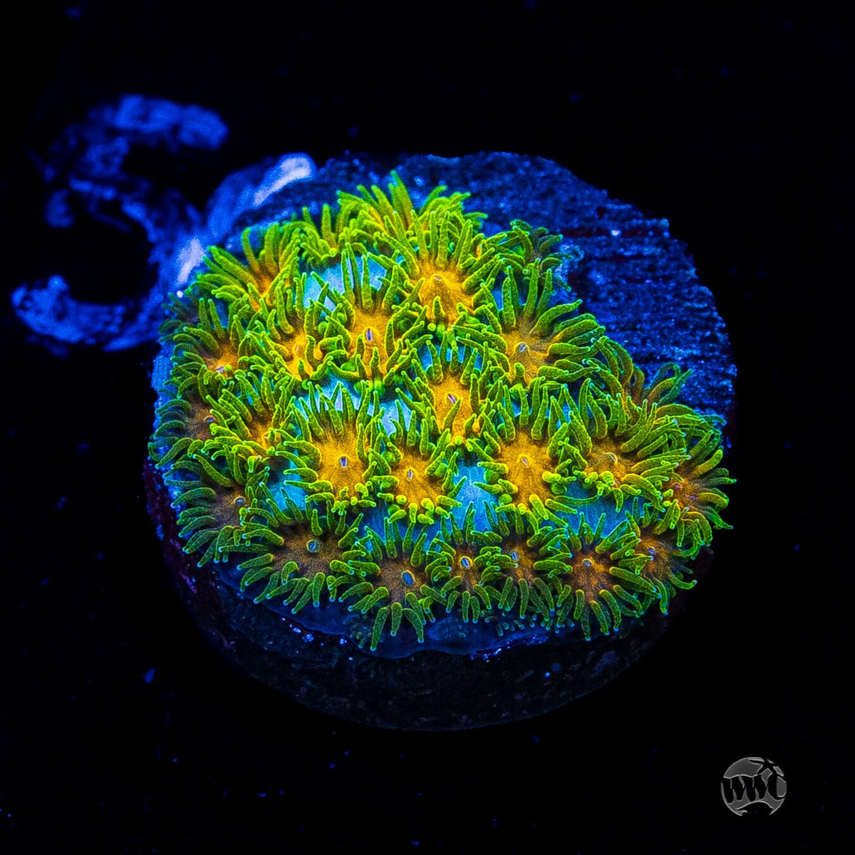 WWC Rogue Leptastrea
