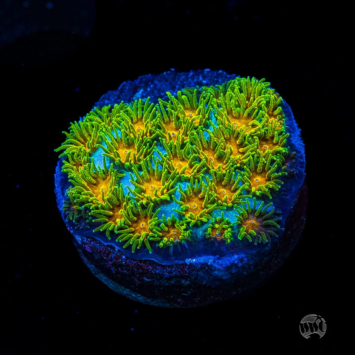WWC Rogue Leptastrea
