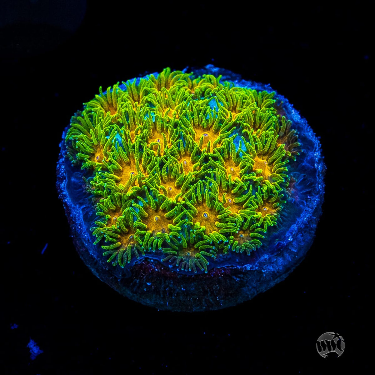 WWC Rogue Leptastrea