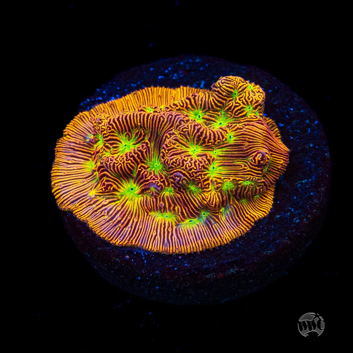 Jason Fox Jack-O-Lantern Leptoseris